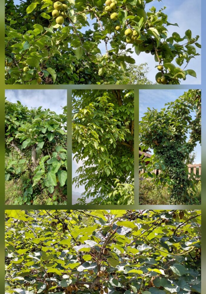 WhatsApp Image 2025-07-09 at 17.11.18 (1)